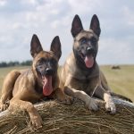 Protection Dogs