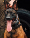 K9 Spike